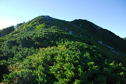 麦草岳